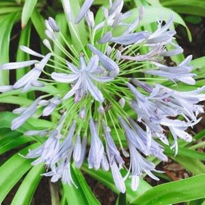 Meet your Posher, Tricia